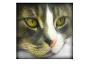 cat photograph home decor brown 5x5