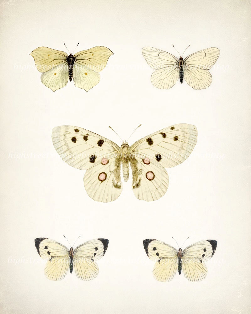 Vintage Butterfly Collection - Five Butterflys Natural History Wall Decor Print 10 x 8