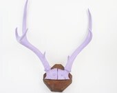 lilac mounted antlers SALE PRICE