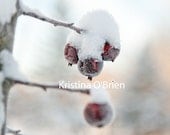 Snow Berries 8x10 Fine Art Photographic Print