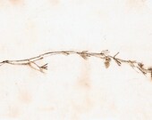 Fine Art Note Cards and envelopes, for every occasion, suitable for framing, Art, Drawing sketch, nature