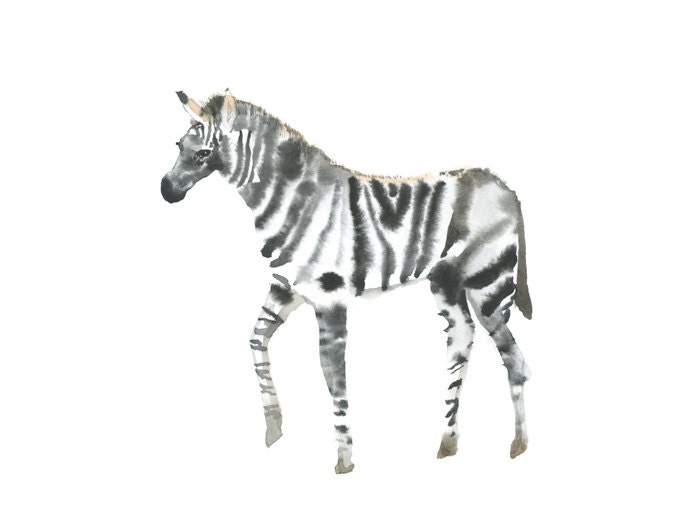 baby zebra watercolor postcard, african animals for children