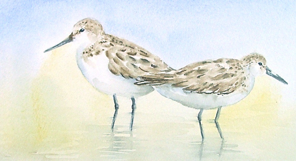 Sandpipers in the Water Original Watercolor Painting - 5 x 7 Art for Sale