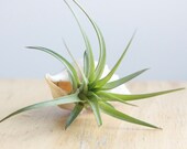 Air Plant, Tillandsia, In Sea Snail Shell, Eco Gift Under 20