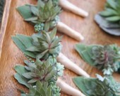 Succulent boutonnieres