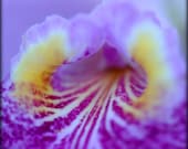 ACEO macro photo of orchid - Tunnel of Love