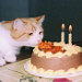 Celtic Cat Photos Mary Catherine Campbell