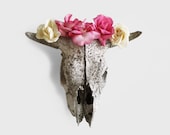 Flower Photography Still Life of a Cow Skull with Pink and Ivory Roses 16x20 inch Archival Photograph