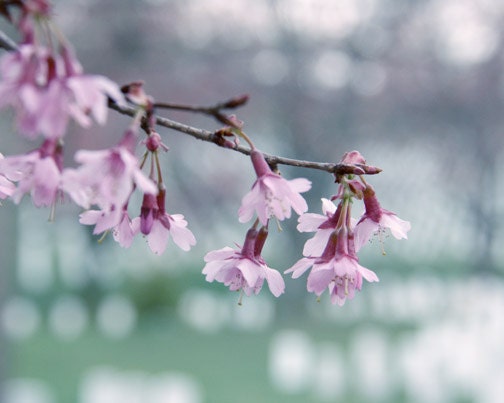 Cherry Blossom Photograph - spring pink flowering tree blue teal aqua green summer 8x10 cottage country