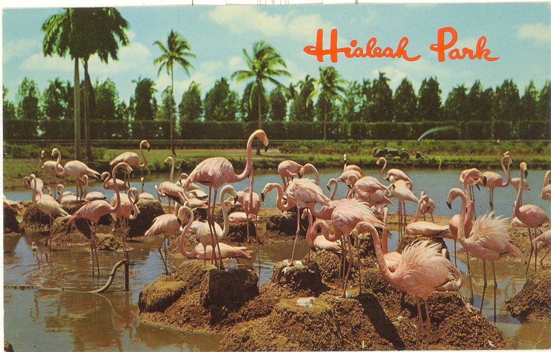Vintage Florida Postcard - Hialeah - Miami - Flamingos at Race Course
