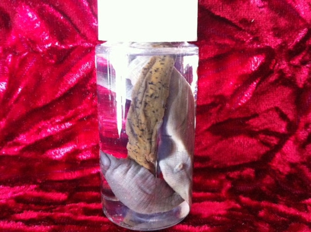 Blood Sucking Leeches Wet Specimen, Preserved Blood Sucker Specimen