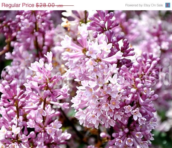 40% OFF SALE PURPLE Lilac - 8 x 10 - Spring Blooms, Northwest Cottage Garden Photo, Peaceful Garden Wall Art Tranquil Pale Pink Flowers - PhotosByChipperfield