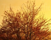 Fine Art Photography - DUSK - 8 x 12 Photo Print, Warm Tones, Gentle Brown Shades, Soft Orange Glow, Tree Wall Decor, Woodland Sunset