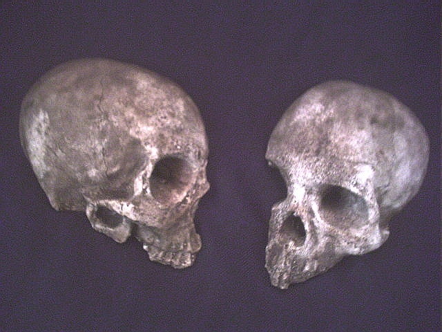 Human Skull Fragments Set two 2 Macabre Gothic Home Garden Decor Brown Haunt Halloween Prop Witchcraft Horror Oddities Bone Strange Weird