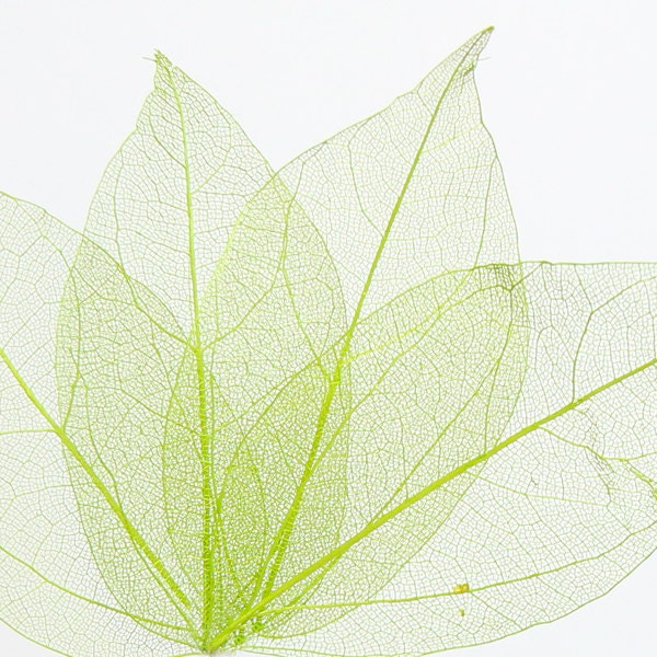 Green Leaves, Card Scrapbook Embellishment - j2studioscraft