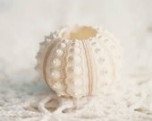 Sea Urchin -  8 x 10 print