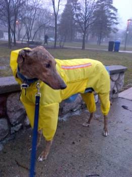 Tootlewear's Sighthound Full Body Rainsuit MEDIUM
