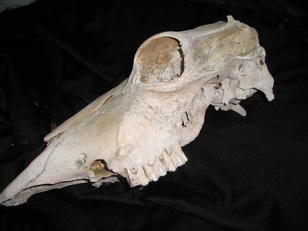 Old Prairie Real Bone Animal Skull Sun Pleached Large Cow Head with Teeth