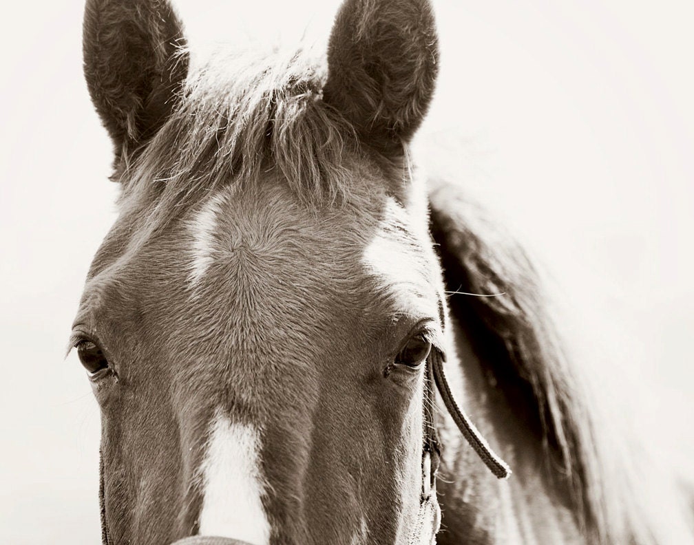 11x14 Horse Photograph, Beautiful Eyes, black and white photography