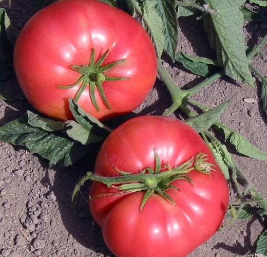 Malinowy Olbryzm Heirloom Tomato Seeds
