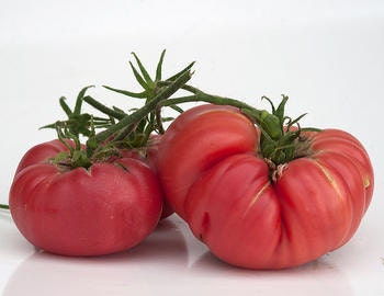Abe Hall Heirloom Tomato Seeds