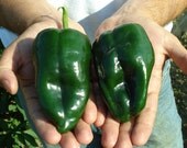 Poblano Heirloom Hot Pepper Seeds