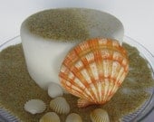edible sea shell collection clams with sand