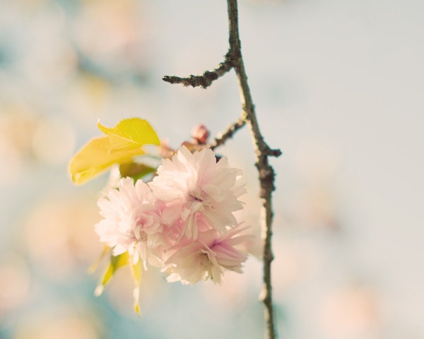 Spring flower photography -  romantic home decor -   dreamy whimsical nature print cherry art pink light