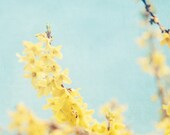 Spring nature photograph - fine art photography print -  yellow blue turquoise aqua Easter homde decor sunshine