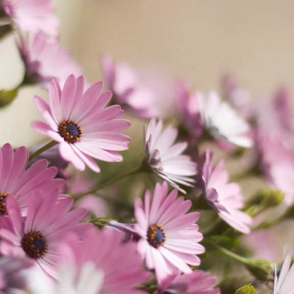 Floral pink