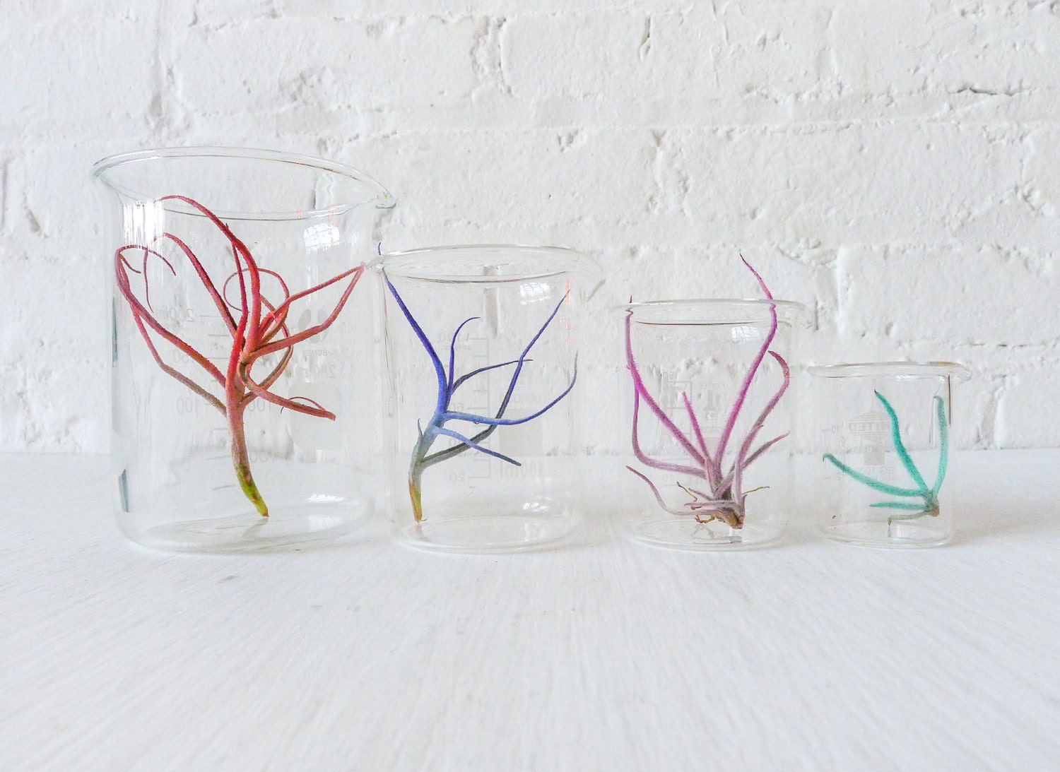 Color Air Plant Beaker Garden - The Chemical Color Garden Creepz Collection-  mini size 25mL