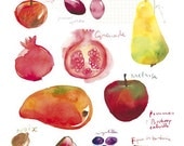 Watercolor painting of fruit poster, 11x14 Kitchen decor, Fall fruits, Food art