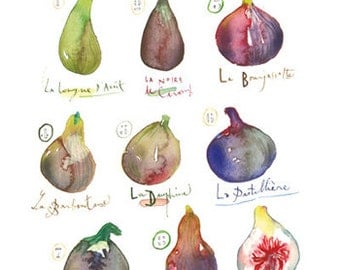 Fig Varieties Watercolor Painting Print, 11X14 Purple Botanical Kitchen Decor, Fruit Poster, Food art