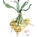 Vegetable print Onion poster watercolor Botanical Kitchen art Food illustration Home decor Farmers market Green leaves