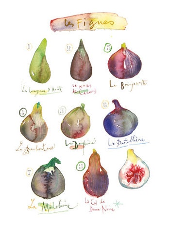 Kitchen Decor, Fig Varieties, Watercolor Painting, Fruit print, Botanical, Food art poster, Purple