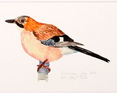 bird giclee print illustration archival art drawing orange black eurasian jay