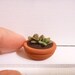 Miniature Dollhouse Succulent Plant in a Pot
