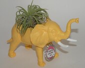 Air plant in elephant planter with custom message. Great gift for her.