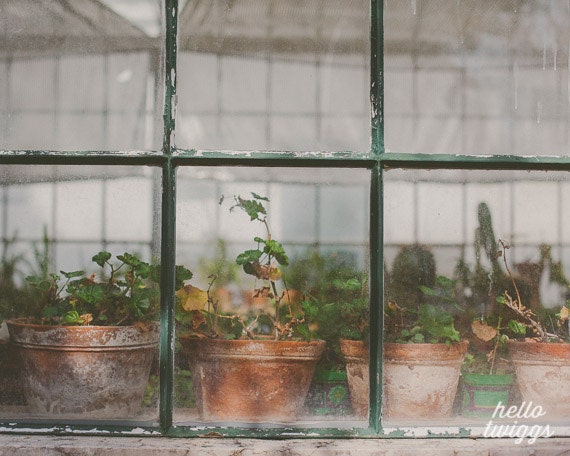 Greenhouse Photos, Nature Photography, Lisbon Photos, Terra Cota Garden Pots, Home Decor Spring Gardening - Terra Cota
