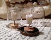 BACK IN STOCK - Deluxe Highest Quality Real Human Molar Specimen Display in Glass Bell Dome