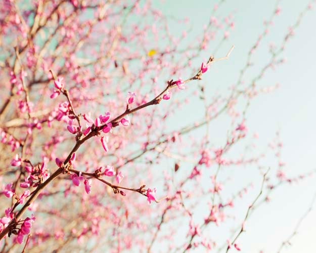 Blossoming Trees, Light Blue Wall Art, Mint, Pink, Spring, Blossom Wall Art,  Purple, Pastel Photograph, Tree Decor, 8x10 Photography