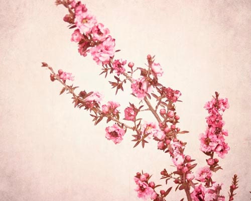 Shabby Chic Wall Art, Blossoms, Spring, Pale, Pink, Cream, Nature Photography, Spring Decor, Shabby Chic Photography, 8x10