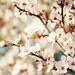 Nature Photography, Cherry Blossoms, Turquoise, Cream, White, Ivory, Spring, Bloom, Shabby Chic, Photography Print, 8x10