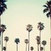 Landscape Photograph, Plam Tree Wall Art, Retro, California, Summertime, Plam Trees, Ombre, Palm Tree Art, 5x7 Photograph