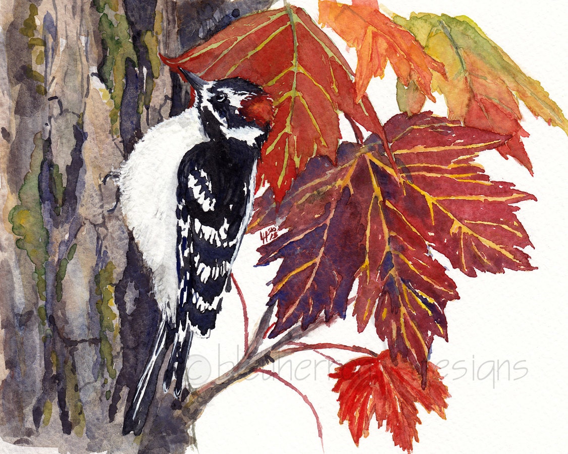 watercolor bird- Woodpecker in Autumn Maple- 8x10 print