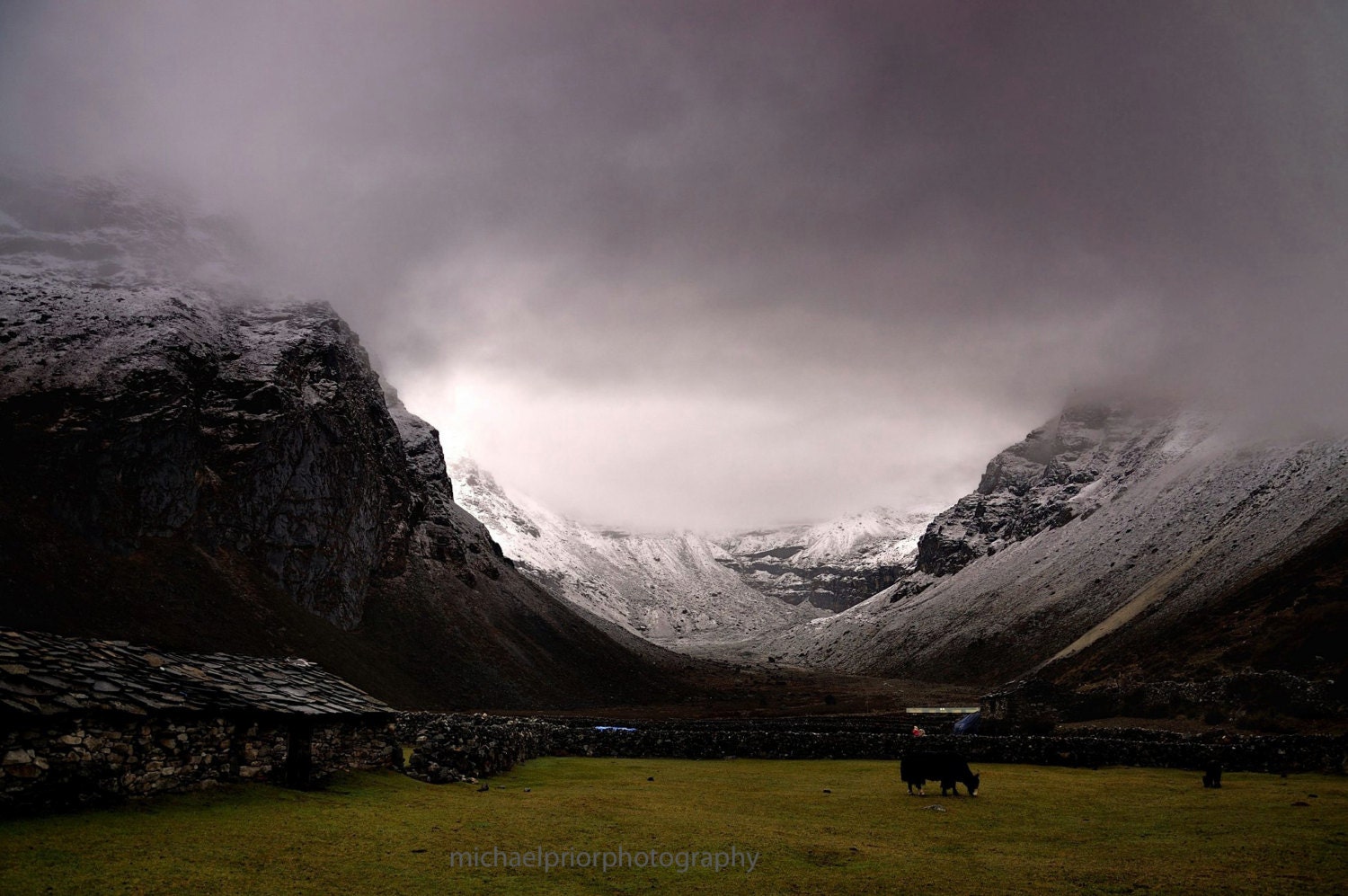 grazing yak