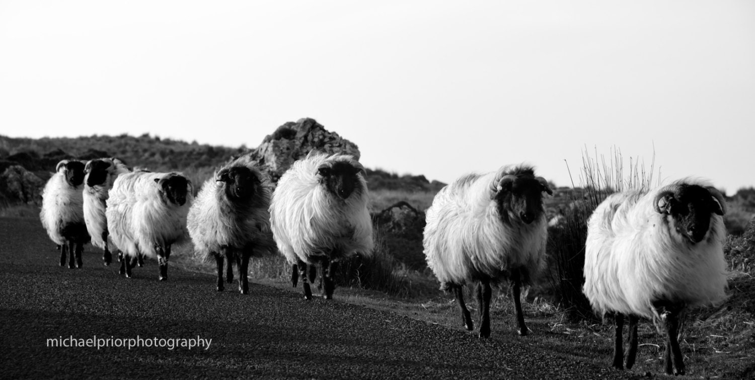 sheep in single file