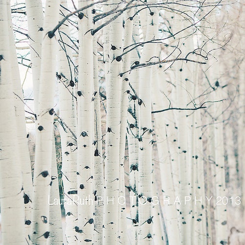 Birchwood Photograph, Aspen Trees, Travel Photography, Nature Photo, Landscape, Affordable Home Decor, Fine Art Photography, "Aspen"