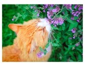 10% Off Sale on Any TWO 5x7 TABBY CAT Photographs- You Choose - Animal Decor - Cat, Tabby, Orange, Green Purple Colors