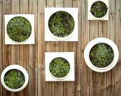 Living Wall Medium Planter - Comes preplanted & ready to hang- Great gfit idea